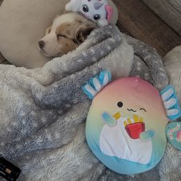 Australian Shepherd Puppies from Winter River Farms Australian Shepherds