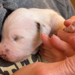 Dalmatian Puppies from Queen of Hearts Dalmatians