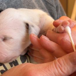 Dalmatian Puppies from Queen of Hearts Dalmatians