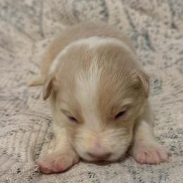 Nova - White and gold female Border Collie puppy in Mckinney, Texas from Border Collies of Ruidoso