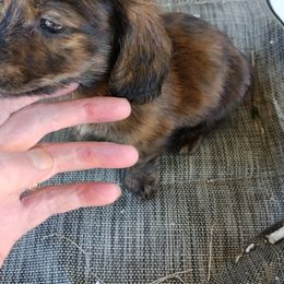 Dachshund Puppies from Bailey's Dachshunds