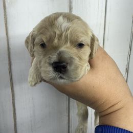 Male 4 - Cream male Cockapoo puppy in Mississippi from Ewing Acres