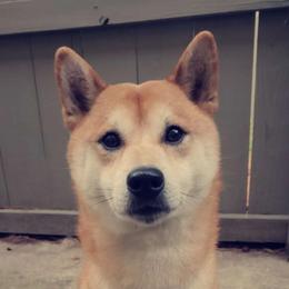 Kano - Shiba Inu