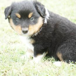 Johnny - Black tri male Miniature Australian Shepherd puppy in Ada, Oklahoma from Caprock Mini & Toy Aussies