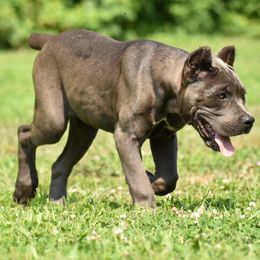 Raya - Gray female Cane Corso puppy in Chestertown, Maryland from Willow Creek Cane Corsos