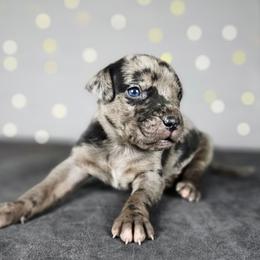 Ruger NALC - Blue merle male Catahoula Leopard Dog puppy in Doerun, Georgia from Twig & Tail Puppies