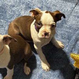 Red Female (purple collar) - Red female Boston Terrier puppy in Mc Donough, Georgia from Ballard Boston Terriers