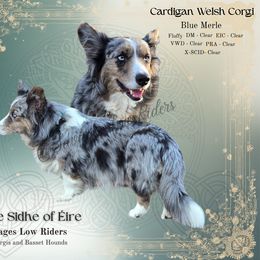 Luna - Cardigan Welsh Corgi