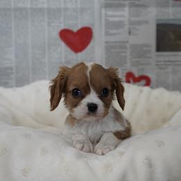 Corden - Blenheim male Cavalier King Charles Spaniel puppy in Lula, Georgia from Cavaliers by Crumley