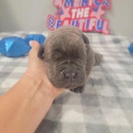 Gray color male - Gray brindle male Cane Corso puppy in Westerville, Ohio from Elite Empire Cane Corso