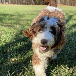 Annie - Springerdoodle