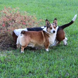 Rip - Pembroke Welsh Corgi