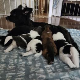Pomeranian Puppies from Cristina Cammarota