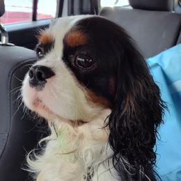 Alex - Cavalier King Charles Spaniel