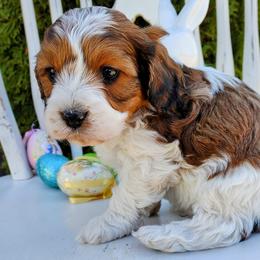 Cavalier King Charles Spaniels and Cavapoos from Cupcake Cavaliers and Cavapoos