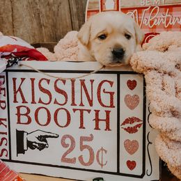 Will - Yellow Labrador Retriever puppy in Deer Park, Washington from PFR Labradors