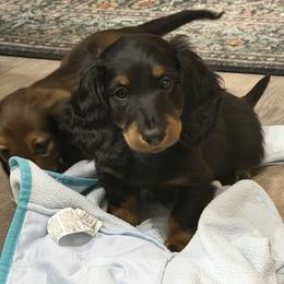 Diesel - Black and tan male Dachshund puppy in Bowling Green, Kentucky from Dachshunds of the Valley
