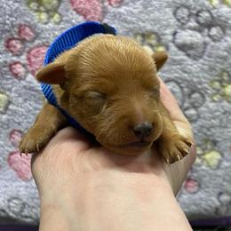 Marlin - Stag red male Miniature Pinscher puppy in Lancaster, Missouri from White Stone Ranch