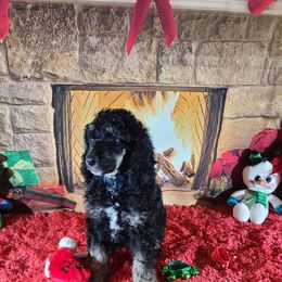 Poodle Puppies from My Buddies Puppies