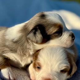 Poppy - Blue merle female Miniature Australian Shepherd puppy in Hempstead, Texas from Young Gun Aussies