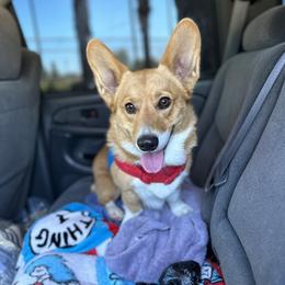 Gordo - Pembroke Welsh Corgi