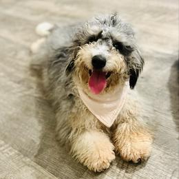 Jelly Bean - Bernedoodle