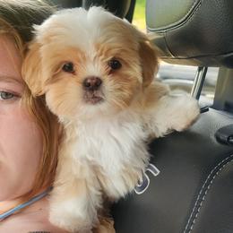 Cody - Cream and white male Shih Tzu puppy in Sapulpa, Oklahoma from Faith Hope and Love Shih Tzu's