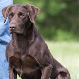 Labrador Retrievers from Happy Acres