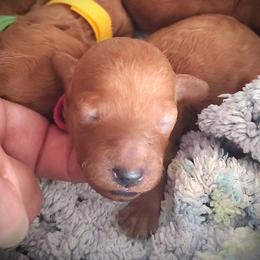Lena - Red Mini Poodle Raised in Home - Red  female Poodle puppy in Falcon, Missouri from Cedar House Heritage Poodles | AKC Toy & Miniature Poodle Puppies Raised in Home