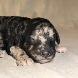 Cheyenne - Merle female Goldendoodle puppy in Saint Louis, Missouri from Jax Doodles