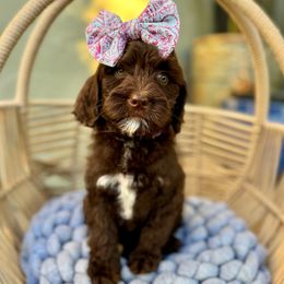 Cottontail - Chocolate female Australian Labradoodle puppy in Morgan Hill, California from Loving Labradoodle