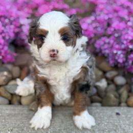 Ginger - Merle female Bernedoodle puppy in Dundee, Ohio from Down Home Doodle