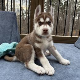 Boomer (Blue) - Red and white male Siberian Husky puppy in Ellijay, Georgia from Appalachian Siberians LLC