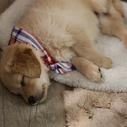 Frost - Golden male Golden Retriever puppy in Payette, Idaho from Stonewick Retrievers