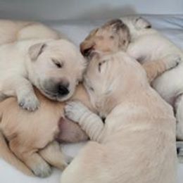 Golden Retriever Puppies from Darmorr Golden's