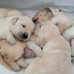 Golden Retriever Puppies from Darmorr Golden's