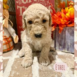 Ethel - Cream female Goldendoodle puppy in Caddo Mills, Texas from Fire Wife Doodles