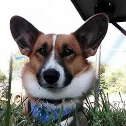 Cardigan Welsh Corgis from Old Iron Farm