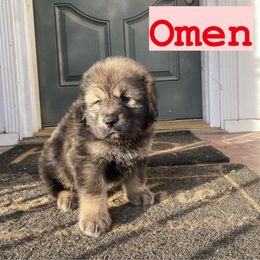 Neapolitan Mastiff and Tibetan Mastiff Puppies from Carolina Coastal Mastinos
