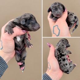 Azalea - Dapple female Dachshund puppy in Madison, Wisconsin from SK Miniature   Dachshunds