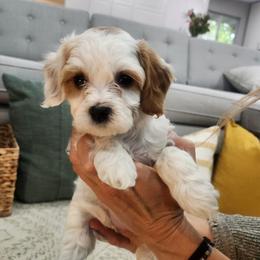 Sugar - White female Cavapoo puppy in Highland, Utah from Angel Pups Deluxe