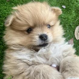 Pomeranians and Pomskies from Southern Poms of Texas