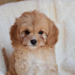 Bernedoodles and Cavapoos from Rocky River Cavapoos