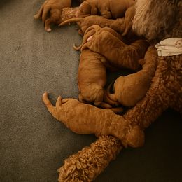 Billie - Parti female Goldendoodle puppy in Lancaster, California from Kid's Best Doodle
