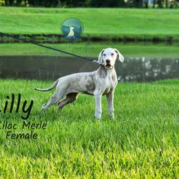 Lily - Merle female Great Dane puppy in Prairieville, Louisiana from Southern Barron Danes & Dachshunds