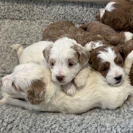 Goldendoodle puppies from Griffitts Doodles