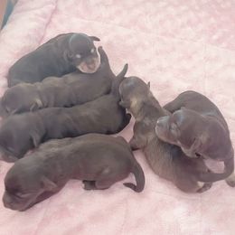 Miniature Schnauzer Puppies from Miniature Schnauzer Paradise llc