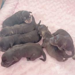 Miniature Schnauzer Puppies from Miniature Schnauzer Paradise llc