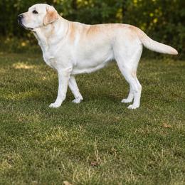 June - Labrador Retriever