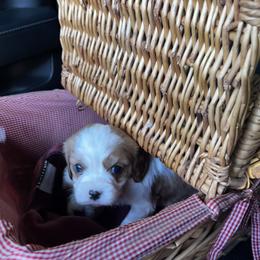 Cavalier King Charles Spaniel Puppies from SHANNON'S CAVALIERS